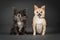 Studio Shot of two cute Chihuahuas