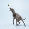 Studio shot of weimaraner dog isolated on blue studio background