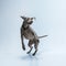 Studio shot of weimaraner dog isolated on blue studio background