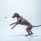 Studio shot of weimaraner dog isolated on blue studio background