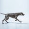 Studio shot of weimaraner dog isolated on blue studio background