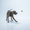 Studio shot of weimaraner dog isolated on blue studio background