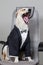 Studio shot of yawning mixed breed dog, in a wedding suite