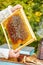 Studious beekeeper male in protective workwear inspecting frame at apiary