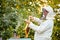 Studious beekeeper male in protective workwear inspecting frame at apiary