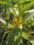 A Study in Botanical Grace: Senna\'s Exquisite Flowers