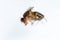 Study genetic of Drosophila melanogaster fruit fly, vinegar fly for education.