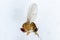 Study genetic of Drosophila melanogaster fruit fly, vinegar fly for education.