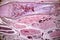 Study Histology of human, tissue bone under the microscopic.