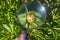 Study of the life of insects ants on a peony flower under a magnifying glass in the summer in the garden