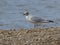 Study of Ocean Coastal Sea Bird Tern Gull Seagull North Sea Great Britain