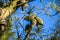 Study of Pine Cones in Sunlight at Pagham Harbour, West Sussex, England