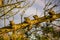 Study of Pine Cones in Sunlight at Pagham Harbour, West Sussex, England