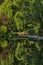 Study of Trees and reflections, Scarborough, North yorkshire