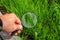 Studying of a green grass through a magnifying glass in a male hand, ecology, botany