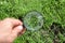 Studying of a green grass through a magnifying glass in a male hand, ecology, botany