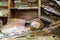 Stuffed animal in front of collapsed book case