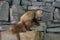 A stuffed beech marten that used to live near a limestone quarry. Rüdersdorf bei Berlin, Germany