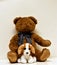 stuffed brown teddy bear with a plaid bow tie and a brown and white dog