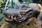 Stuffed crocodile with dead tropical coral snake in mouth