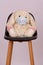 Stuffed fluffy toy bunny with a facemask on a chair isolated on a pink background