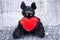 Stuffed funny black bat toy with red fluffy heart on creepy cotton web cloth.