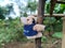 Stuffed Koala Amidst Nature\\\'s Embrace