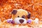 stuffed puppy lying on orange background