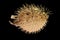 A Stuffed Sea Urchin Fish, Second Name, Ball Fish, Diodon Latin Name, Side View. Cut On Black Background