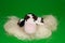 Stuffed sheep made â€‹â€‹of wool