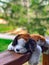 stuffed toy st. bernard puppy