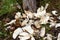 A stump of aspen piled by beavers