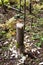 A stump of aspen piled by beavers