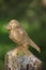 Stump Bird on green background