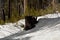 A stump bird in snow