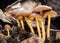 Stump Brittle-head Mushroom Group