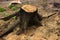 Stump with burnt roots on the background of the earth disaster in the forest fire