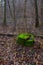 Stump covered with bright moss in the forest. Background.