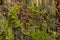 Stump covered with moss, fir needles and snails fossils