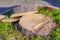 Stump and cross sections of tree trunk. Cutting of old palm tree