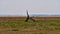 Stump of a dead acacia tree in a colorful grass land with Fisher\\\'s Pan and flickering horizon in Etosha, Namibia.