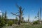 Stump of Dead Tree in Wyoming