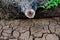 Stump, Dead trees, dry land, World Disaster, Cracked ground background