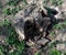 A stump eaten by a beetle