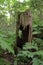 Stump in fagus forest, Shirakami Sanchi
