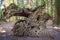 Stump of a fallen tree in Cathedral Grove, MacMillan Provincial Park, Vancouver island, Bristish Columbia Canada
