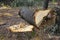 Stump and Fallen Trunk of Large Oak