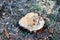 Stump of the felled living tree in the forest. Cut trees in the forest. Deforestation and Illegal Logging,