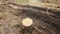 The stump of a felled tree