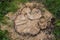 Stump of a felled tree.